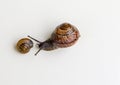 Snails isolated on white background. Royalty Free Stock Photo