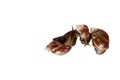 Snails isolated on white background, Helix pomatia, top view