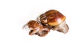 The medical snails on white background Royalty Free Stock Photo