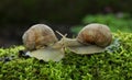 Snails kiss Royalty Free Stock Photo