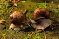 Snails kiss on a stump in Sunny weather Royalty Free Stock Photo