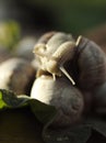 Snails on the leaf