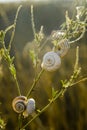 Snails on leaf Royalty Free Stock Photo