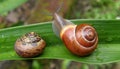 Snails on a leaf Royalty Free Stock Photo