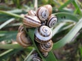 Snails on a Leaf Royalty Free Stock Photo