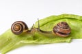 Snails with leaf of cabbage isolated on white Royalty Free Stock Photo