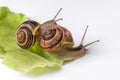 Snails with leaf of cabbage isolated on white Royalty Free Stock Photo