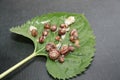 Group of snails on a leaf of sunflower picked up not to make damage in the garden Royalty Free Stock Photo