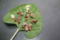 Group of snails on a leaf of sunflower picked up not to make damage in the garden Royalty Free Stock Photo