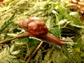 Snails or Lissachatina fulica land snails of the Achatinidae tribe.  Originates from East Africa Royalty Free Stock Photo