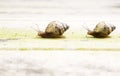 Snails Royalty Free Stock Photo