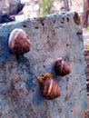 Snails live on a concrete surface