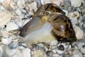 Snails love with seashells on background Royalty Free Stock Photo