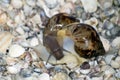 Snails love with seashells on background Royalty Free Stock Photo