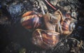 snails love to gather in groups, spring outside.