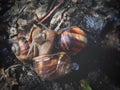 snails love to gather in groups, spring outside. Royalty Free Stock Photo