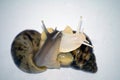 Snails love with white isolate Royalty Free Stock Photo