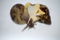 Snails love with white isolate Royalty Free Stock Photo