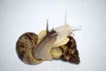 Snails love with white isolate