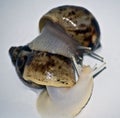 Snails love with white isolate Royalty Free Stock Photo