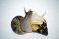 Snails love with white isolate Royalty Free Stock Photo