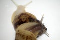 Snails love with white isolate Royalty Free Stock Photo
