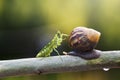 Snails, mantises, snails and mantises in branches Royalty Free Stock Photo