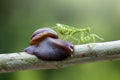 Snails, mantises, snails and mantises in branches Royalty Free Stock Photo