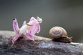 Snails, mantises, snails and mantises in branches Royalty Free Stock Photo