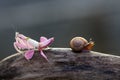 Snails, mantises, snails and mantises in branches Royalty Free Stock Photo