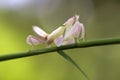 Snails, mantises, snails and mantises in branches Royalty Free Stock Photo