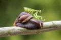 Snails, mantises, snails and mantises in branches Royalty Free Stock Photo