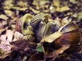 Snails Mating Royalty Free Stock Photo