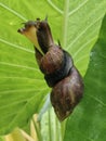 snails are mating on taro leaves Royalty Free Stock Photo