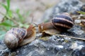 Snails meeting and greeting each other