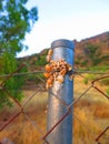 Snails on metal fence post