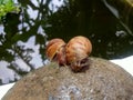 Snails mollusca on the rock animal