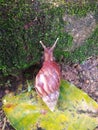 Snails are molluscs which are usually encountered during the rainy season because these animals like to live in humid areas