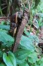 Snails in nature greenleaves wood animal