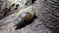 Snails at night. Use a light to look at snails.