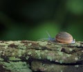 Snails on old wood and moss in rainy season