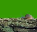 Snails on old wood and moss in rainy season, Isolated on green background