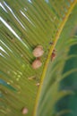 snails on a palm tree branch