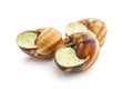 Snails with parsley butter, Bourgogne Escargot Snails  isolated on white background. Delikatese food Royalty Free Stock Photo