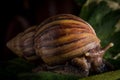 Close up snail walking on the leaves