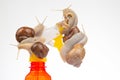 Snails and a plastic water splasher on a white background. Moisture and shellfish life