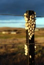 Snails on a post