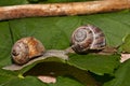 Snails on a race Royalty Free Stock Photo