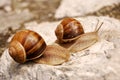 Snails on a rock Royalty Free Stock Photo
