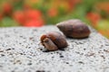 Snails on a rock